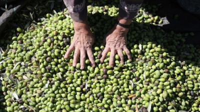 المنستير .. تراجع بـ ٪81 في صابة الزيتون